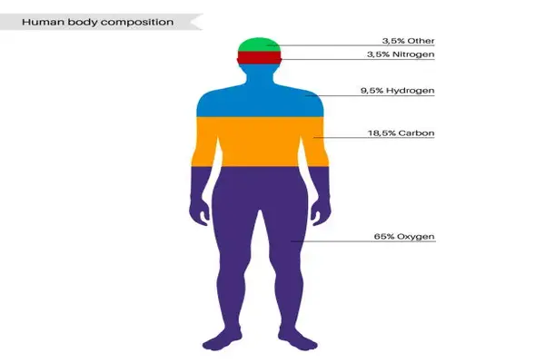 Body composition analysis