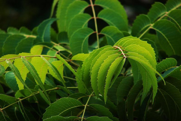 neem,indian herbs